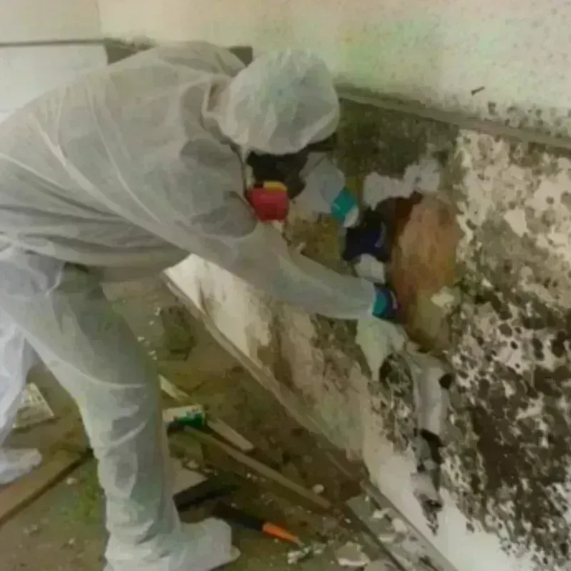 Mold Remediation and Removal in Harvey, LA